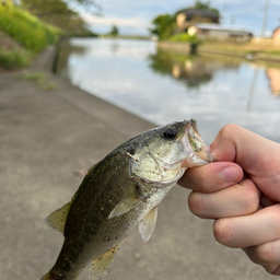 ブラックバス