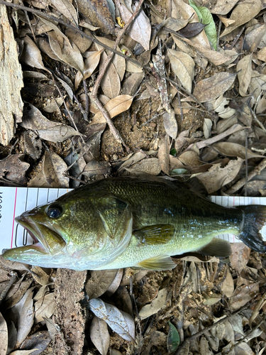 ブラックバスの釣果