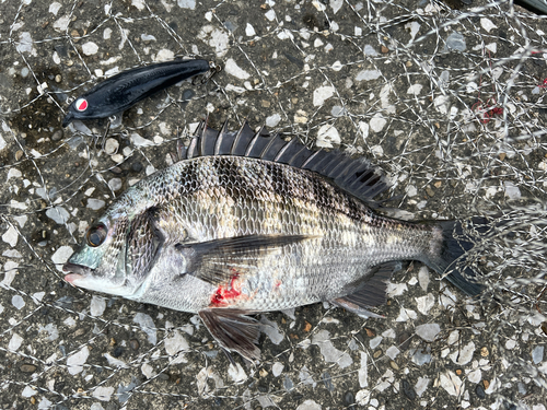 クロダイの釣果