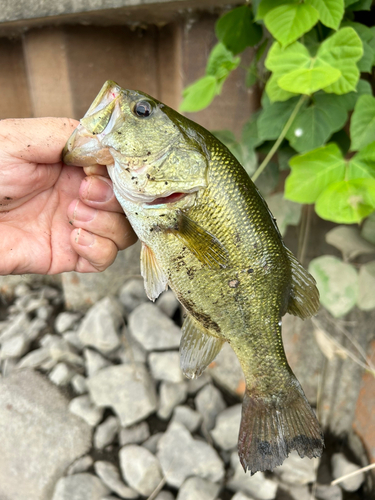 ラージマウスバスの釣果