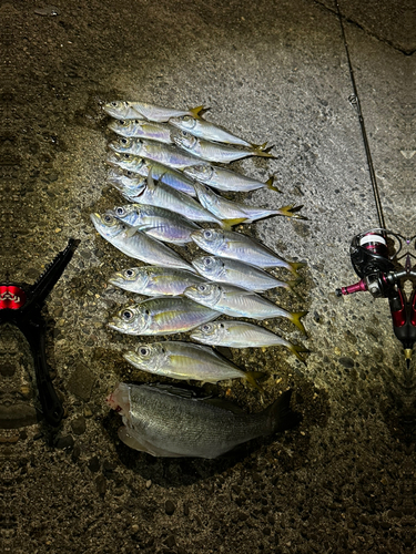 アジの釣果