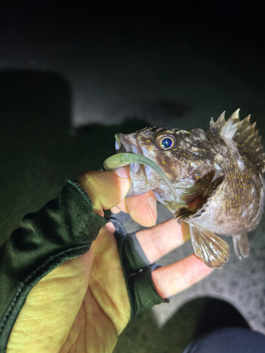 オウゴンムラソイの釣果