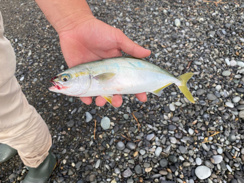 ワカシの釣果