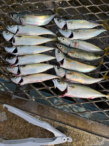 サバの釣果