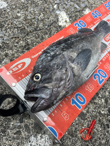 クロソイの釣果