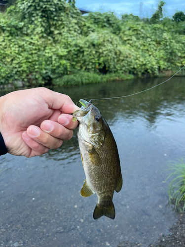 スモールマウスバスの釣果