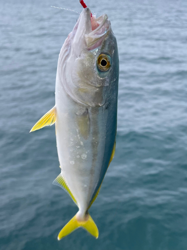 ワカシの釣果