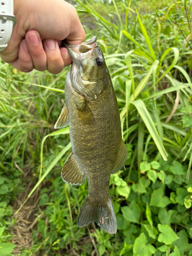 スモールマウスバスの釣果