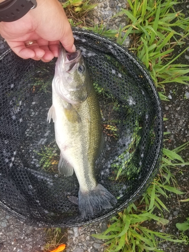 ラージマウスバスの釣果