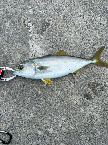 ワカシの釣果