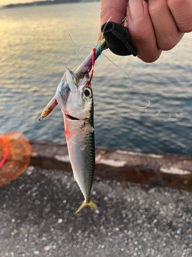 サバの釣果