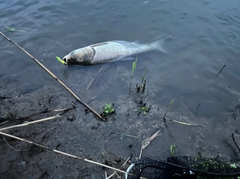 レンギョの釣果