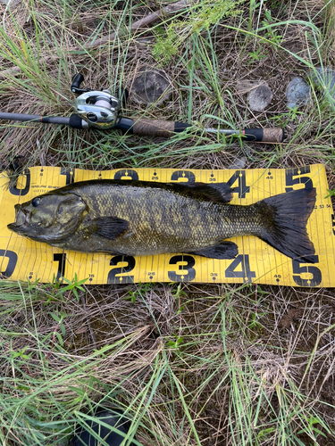 スモールマウスバスの釣果