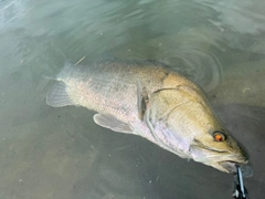 アカメの釣果