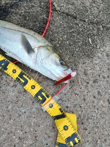 シーバスの釣果