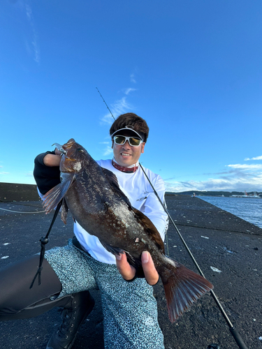 オウゴンムラソイの釣果