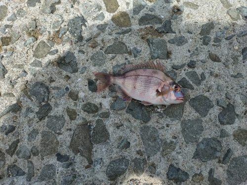 チャリコの釣果