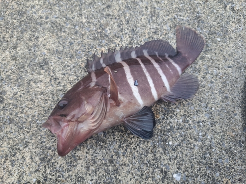 マハタの釣果