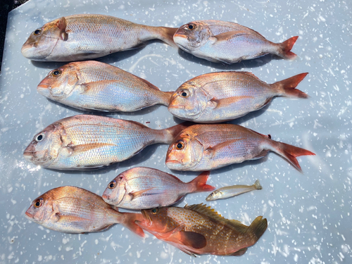 マダイの釣果