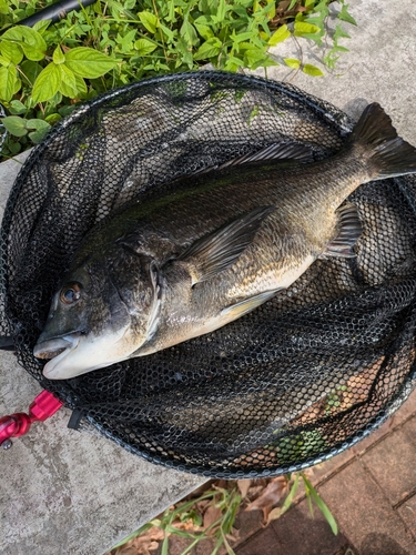 クロダイの釣果