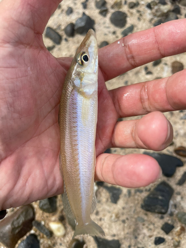 キスの釣果