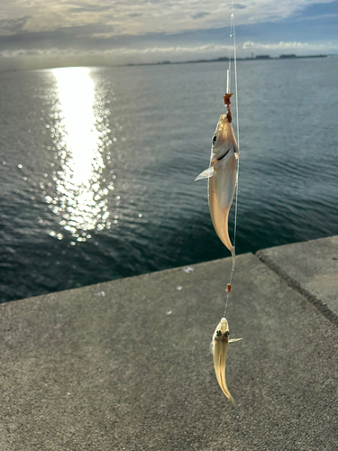 キスの釣果