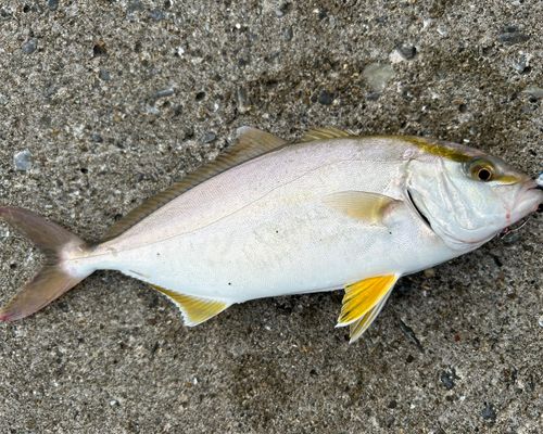 ショゴの釣果