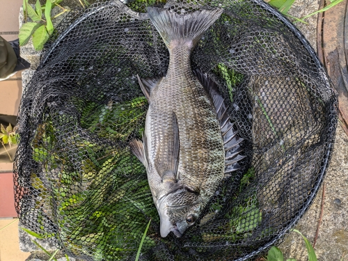 クロダイの釣果