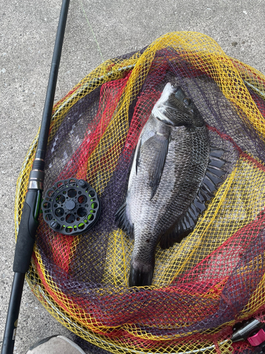 チヌの釣果