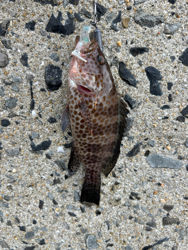 オオモンハタの釣果