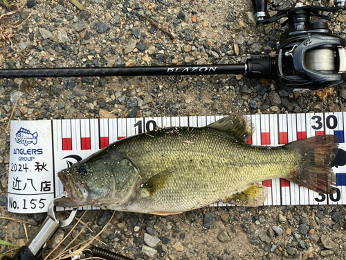 ブラックバスの釣果