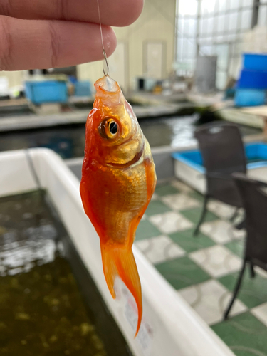 キンギョの釣果