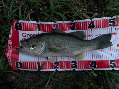 ブラックバスの釣果