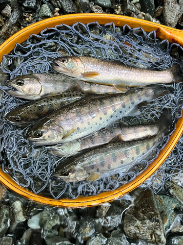 ヤマメの釣果