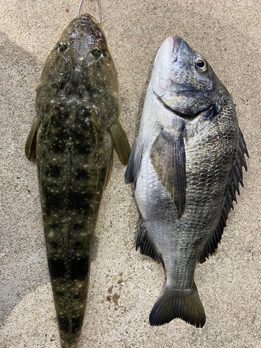 マゴチの釣果