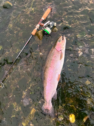 ニジマスの釣果