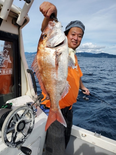 マダイの釣果