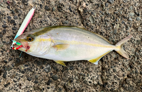 ショゴの釣果