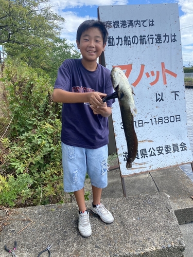 ナマズの釣果