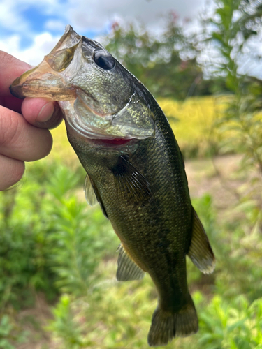 ブラックバスの釣果