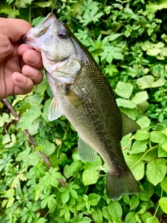 ラージマウスバスの釣果