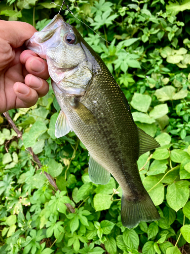 ラージマウスバスの釣果