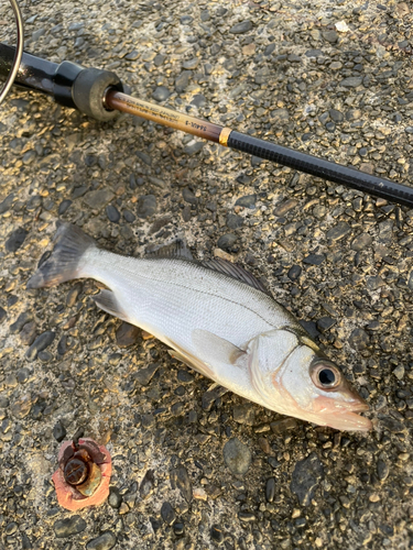 セイゴ（ヒラスズキ）の釣果