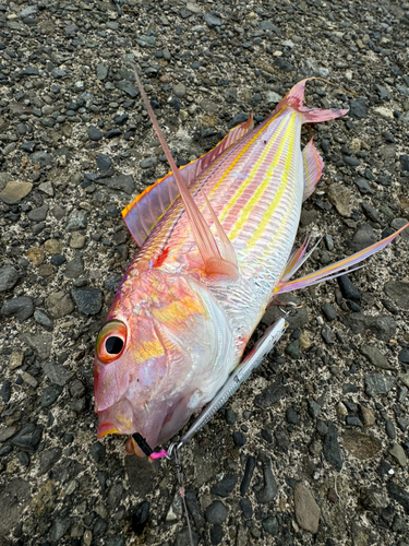 イトヨリダイの釣果