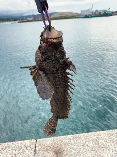 オニオコゼの釣果