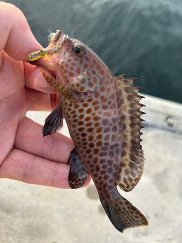 オオモンハタの釣果