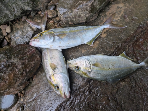 ネリゴの釣果