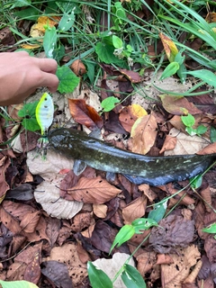 ニホンナマズの釣果