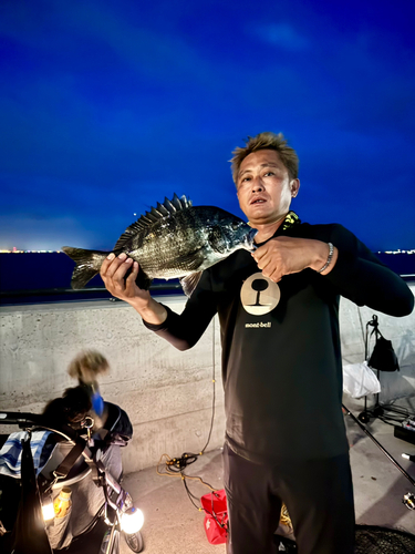 クロダイの釣果