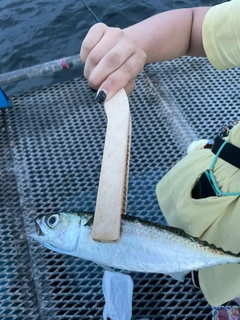 サバの釣果